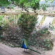 Picture 009